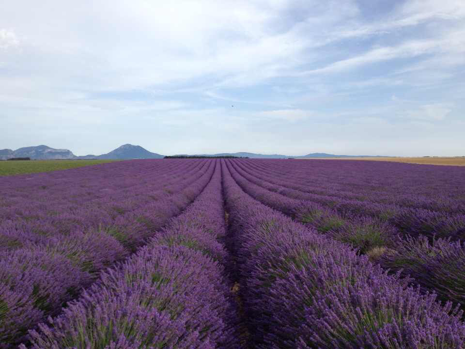 lavender image