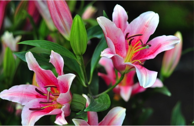 lily image